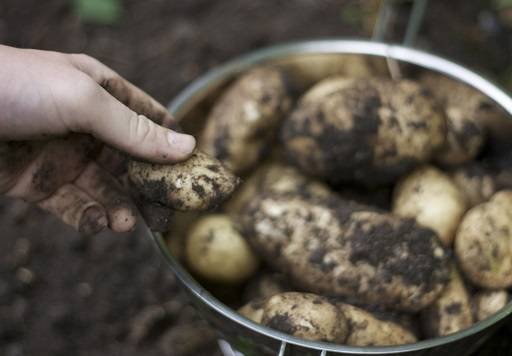 Potatos being harvested